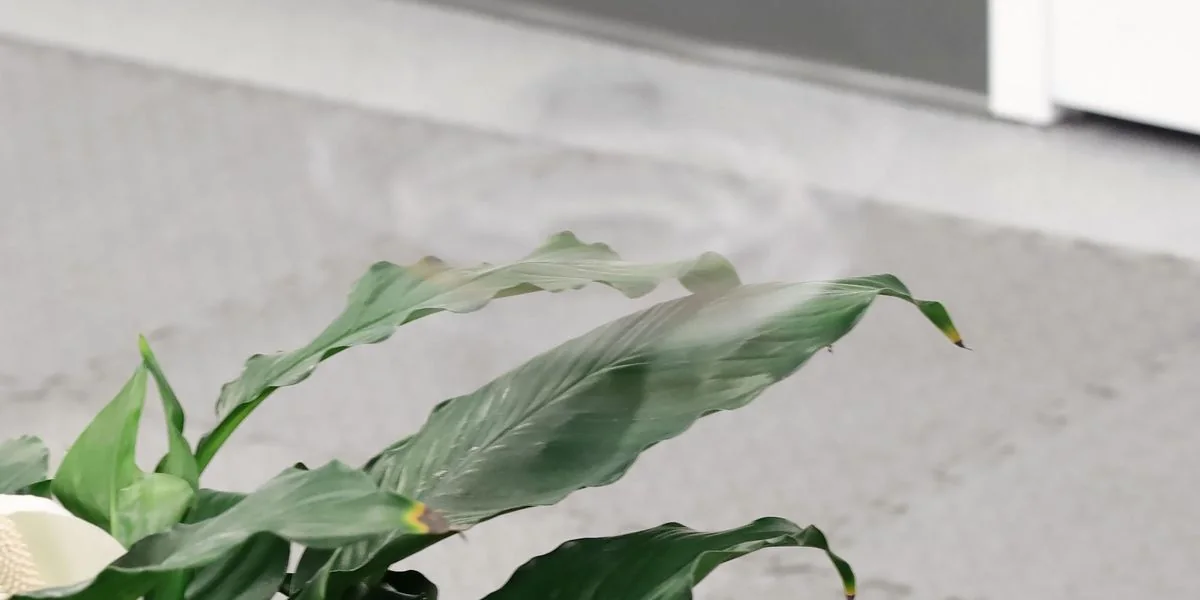 Phantom Twist: El dron monocóptero invisible diseñado mediante optimización algorítmica y LPIPS